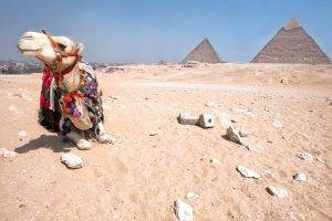 pyramid, Camels, Desert, Animals