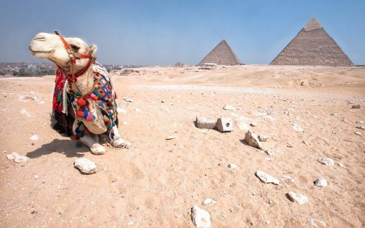 pyramid, Camels, Desert, Animals HD Wallpaper Desktop Background