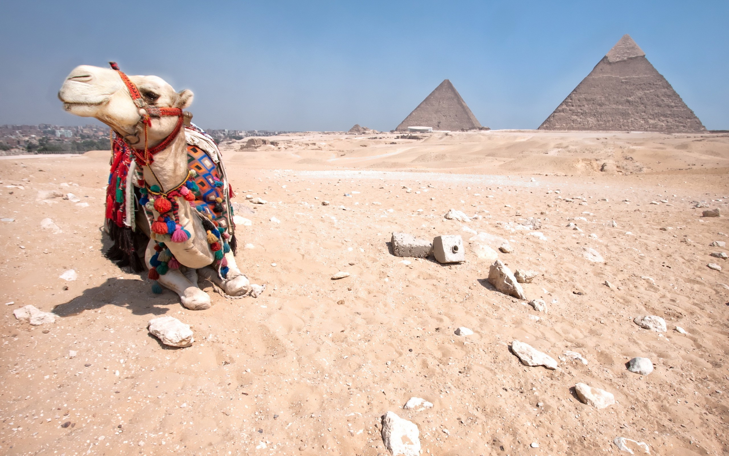 pyramid, Camels, Desert, Animals Wallpaper