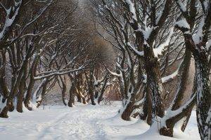 nature, Trees, Snow, Winter