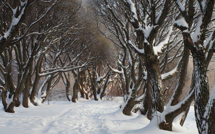 nature, Trees, Snow, Winter HD Wallpaper Desktop Background