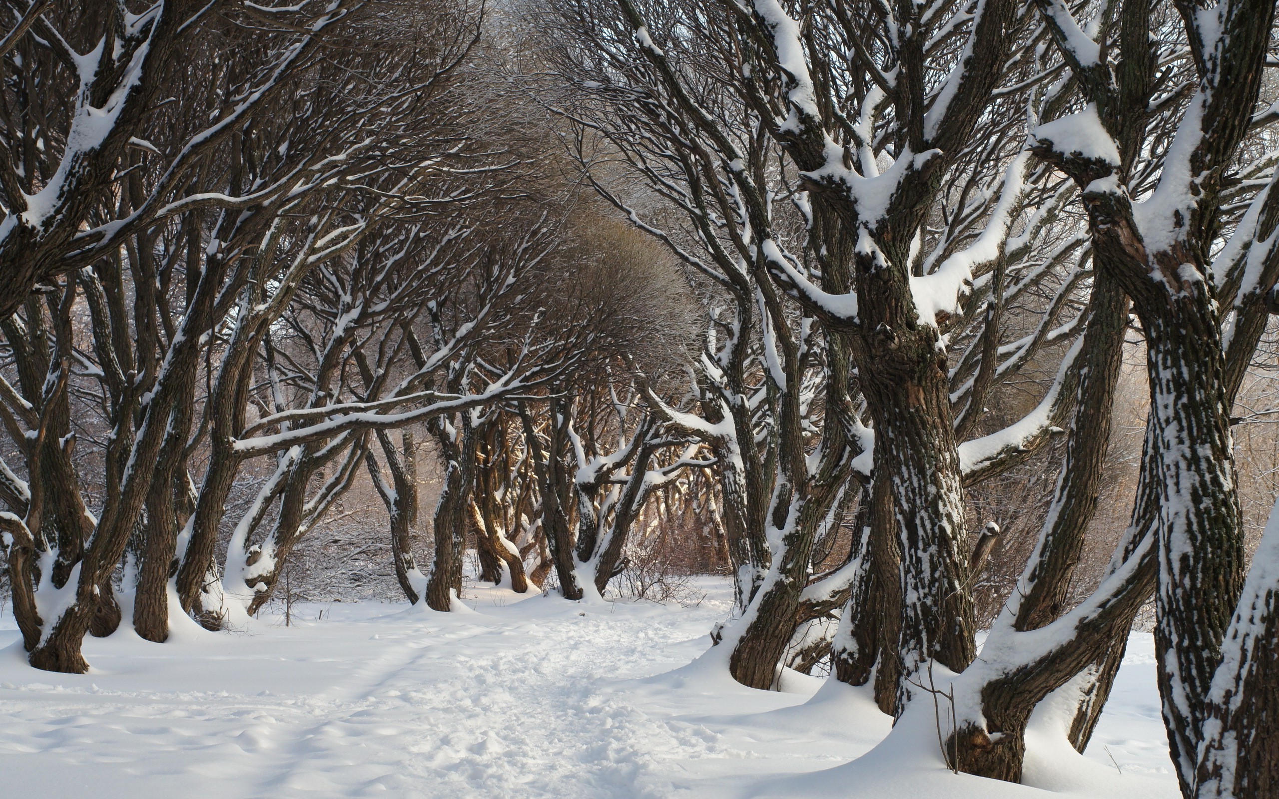 nature, Trees, Snow, Winter Wallpaper