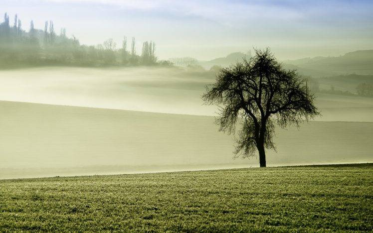 nature, Mist, Trees HD Wallpaper Desktop Background