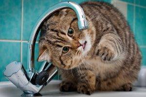 cat, Animals, Faucets