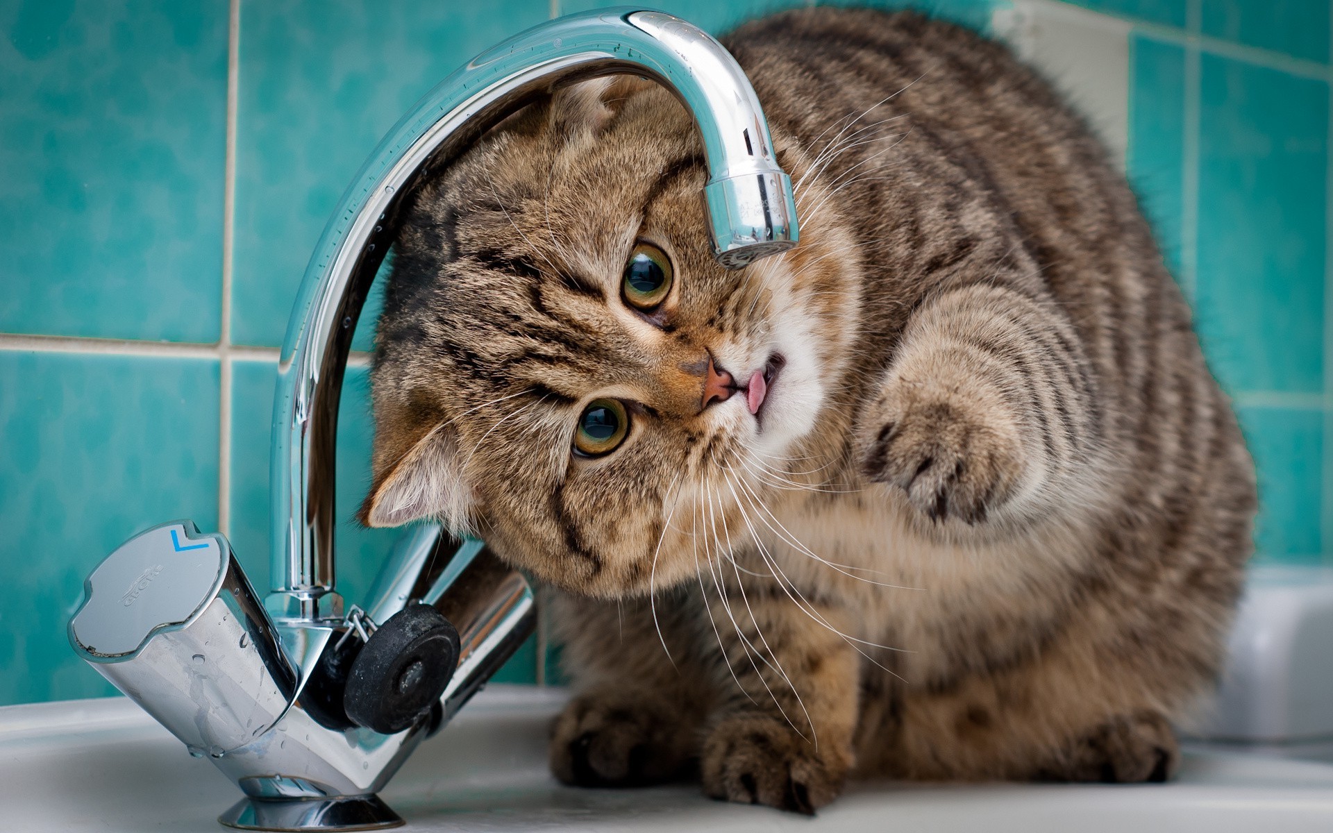 cat, Animals, Faucets Wallpaper