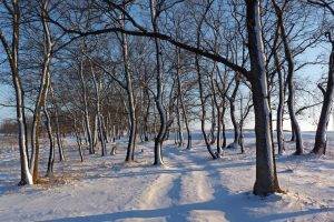 landscape, Trees, Path, Snow