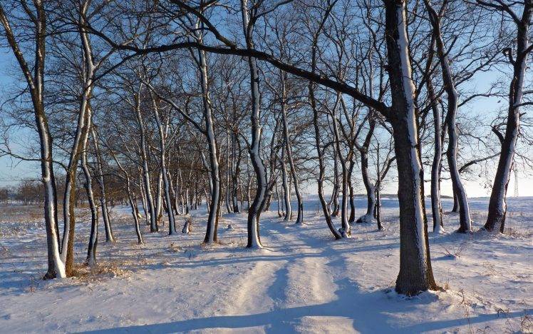 landscape, Trees, Path, Snow HD Wallpaper Desktop Background