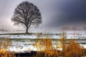 landscape, Mist, Snow, Trees, Field