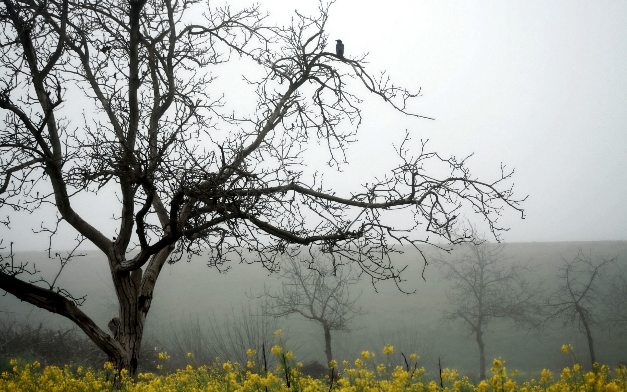 landscape, Trees, Mist Wallpaper
