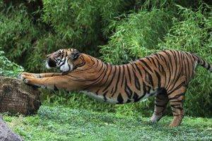 animals, Tiger, Stretching