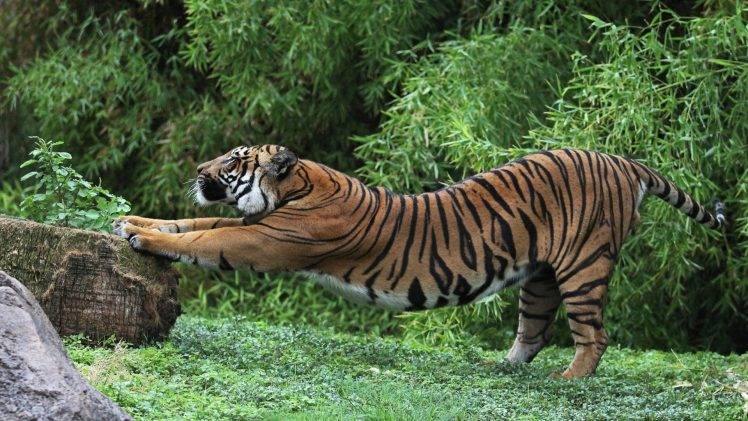 animals, Tiger, Stretching HD Wallpaper Desktop Background