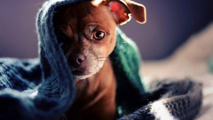 animals, Dog, Blankets HD Wallpaper Desktop Background