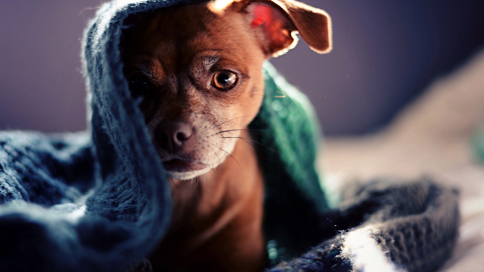 animals, Dog, Blankets Wallpaper