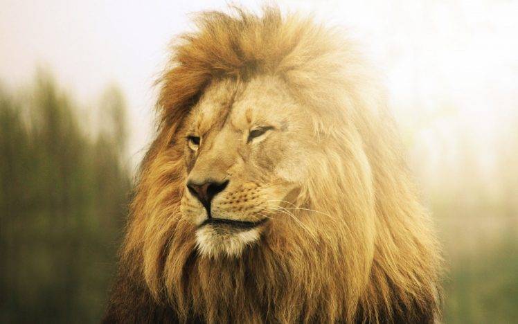 animals, Lion, Wildlife, Sunlight HD Wallpaper Desktop Background