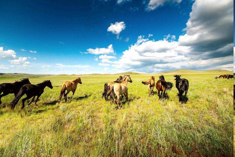 nature, Animals, Horse HD Wallpaper Desktop Background
