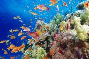 coral, Underwater, Water, Nature, Fish
