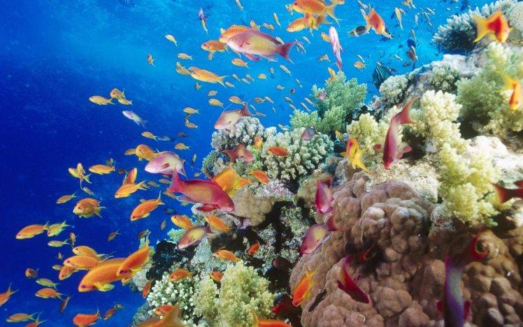 coral, Underwater, Water, Nature, Fish HD Wallpaper Desktop Background