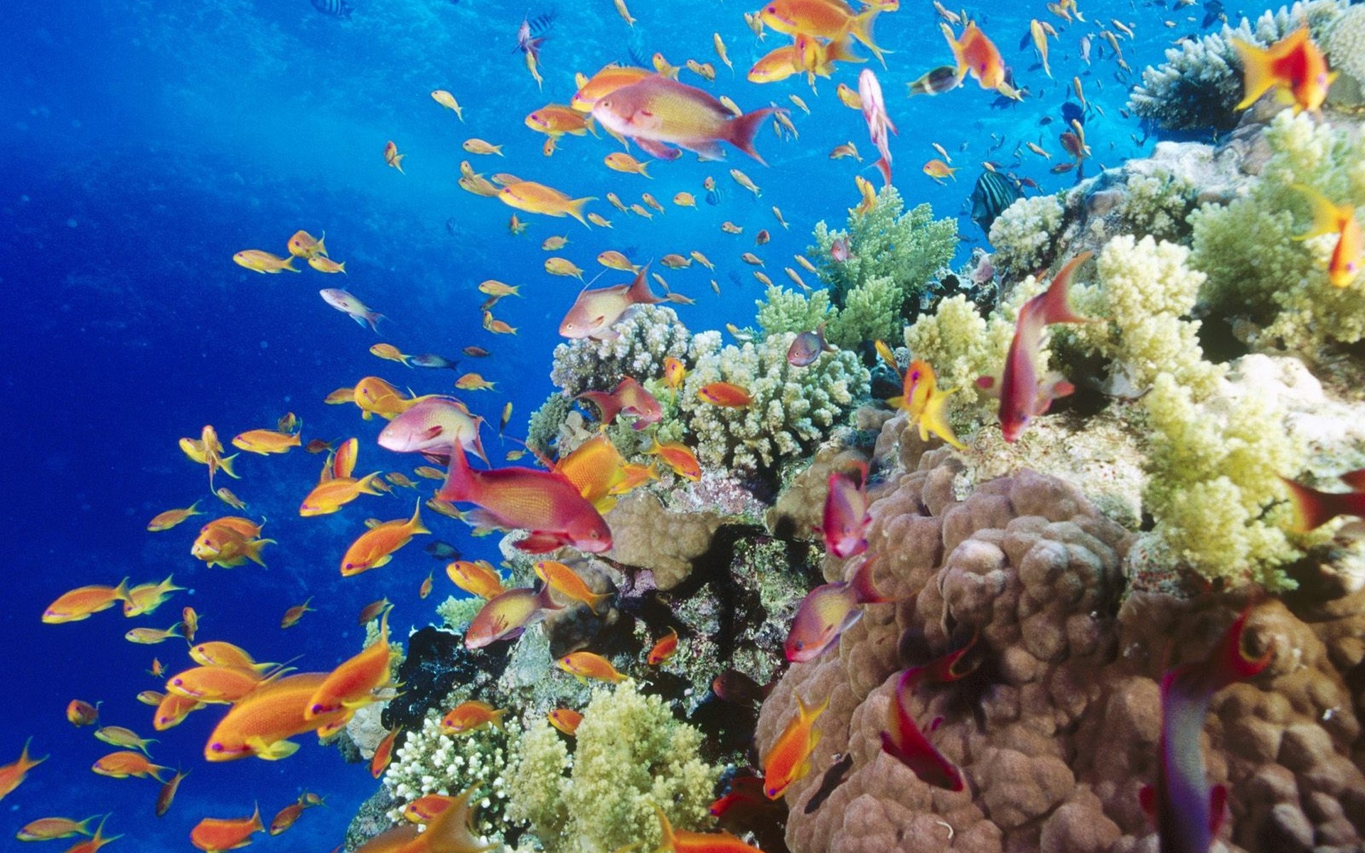 coral, Underwater, Water, Nature, Fish Wallpaper