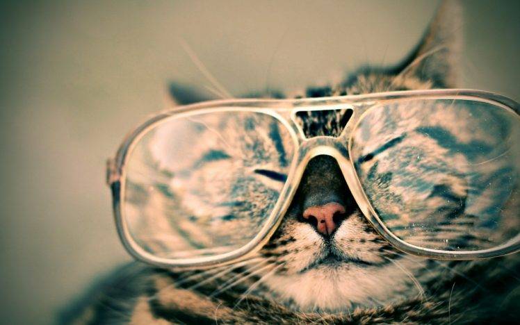 cat, Animals, Glasses HD Wallpaper Desktop Background