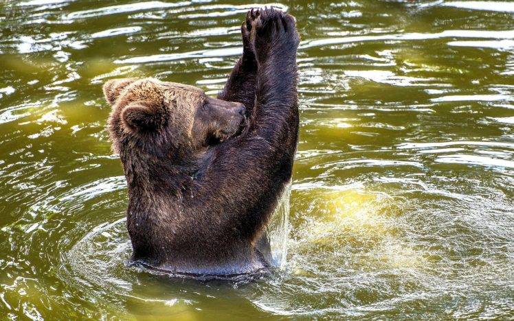 bears, Animals, Water, Ripples HD Wallpaper Desktop Background