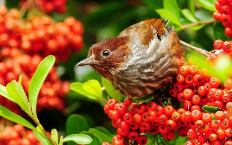 berries, Birds, Nature HD Wallpaper Desktop Background