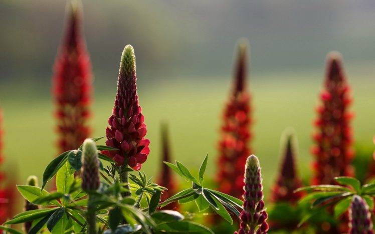 nature, Flowers, Red Flowers, Depth Of Field HD Wallpaper Desktop Background