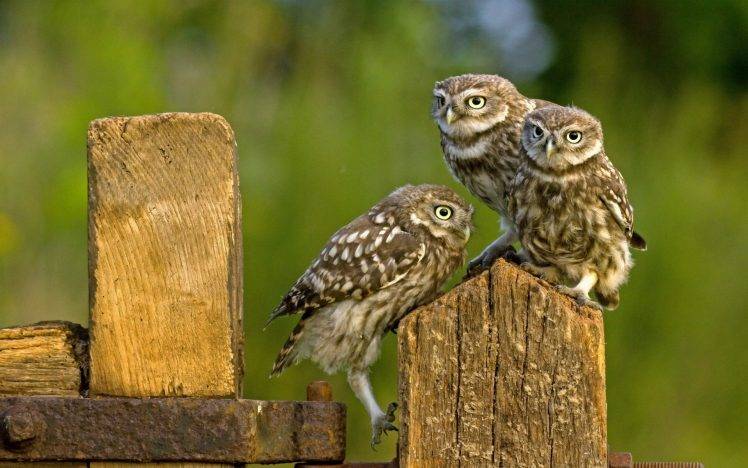 owl, Birds, Nature HD Wallpaper Desktop Background