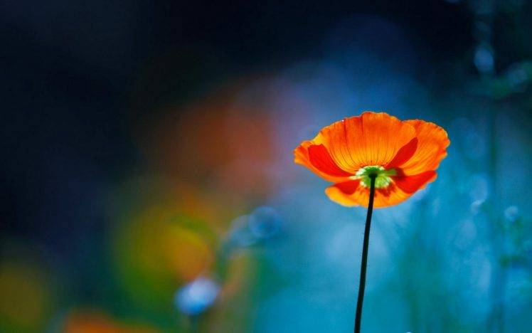 poppies, Flowers, Depth Of Field HD Wallpaper Desktop Background