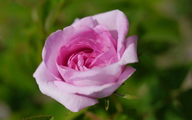 rose, Pink Roses, Flowers, Pink Flowers HD Wallpaper Desktop Background