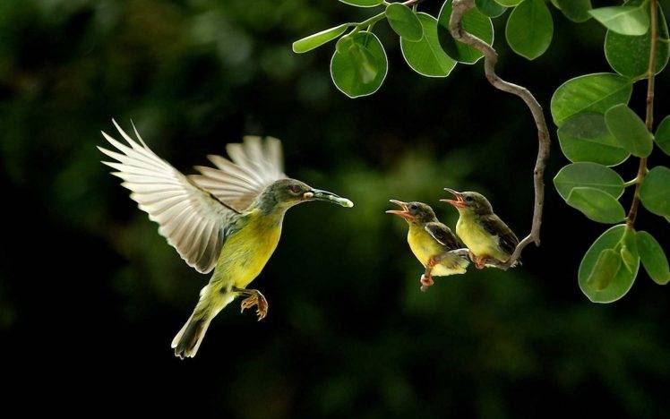 birds, Animals, Baby Animals, Leaves HD Wallpaper Desktop Background
