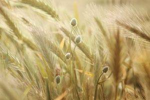 nature, Spikelets