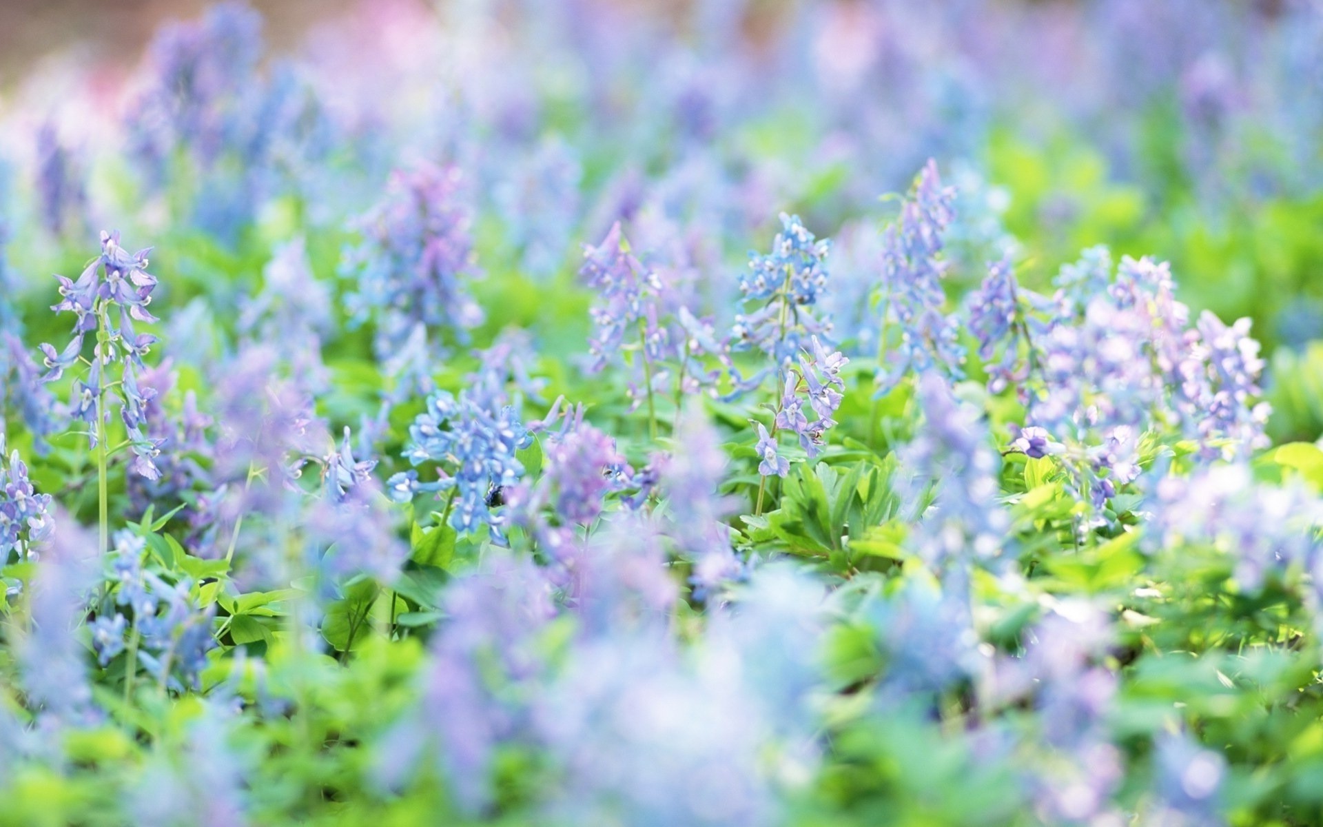 flowers, Nature, Depth Of Field, Blue Flowers Wallpaper
