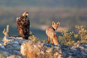 fox, Animals, Birds, Eagle, Rock, Looking Back