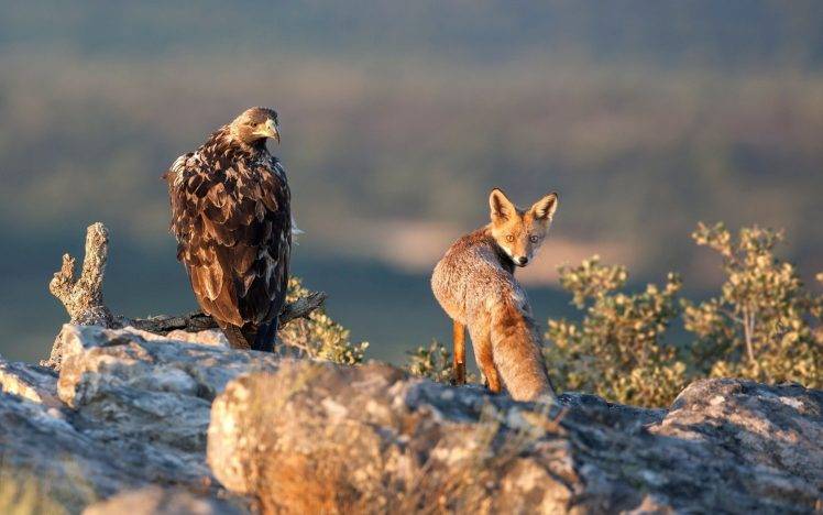 fox, Animals, Birds, Eagle, Rock, Looking Back HD Wallpaper Desktop Background
