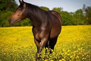 flowers, Field, Animals, Horse, Yellow Flowers