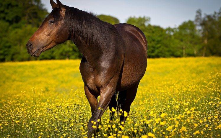 flowers, Field, Animals, Horse, Yellow Flowers HD Wallpaper Desktop Background