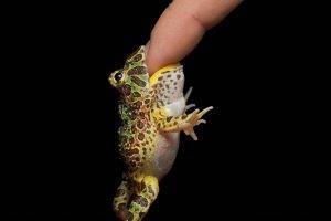 frog, Humor, Amphibian