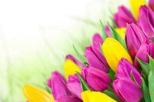 tulips, Flowers, Bouquets