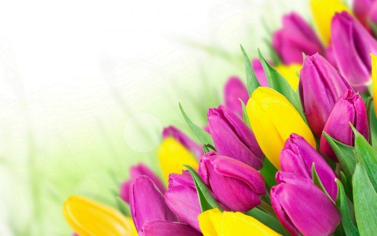 tulips, Flowers, Bouquets HD Wallpaper Desktop Background