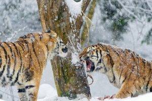 tiger, Winter, Snow, Animals