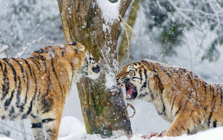 tiger, Winter, Snow, Animals HD Wallpaper Desktop Background