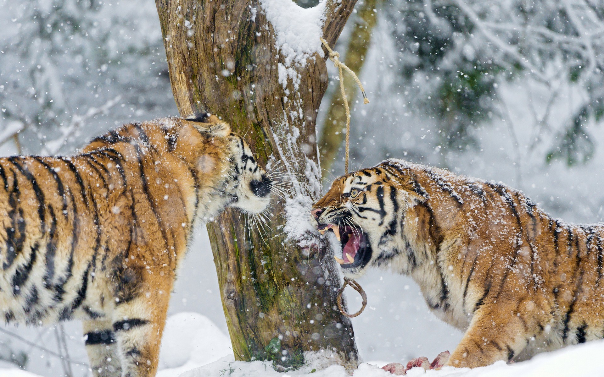 tiger, Winter, Snow, Animals Wallpaper