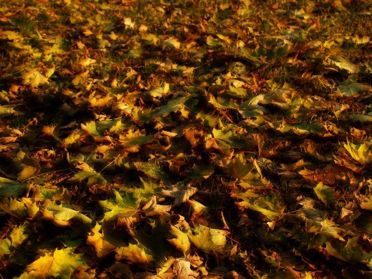 leaves, Orton Effect, Nature HD Wallpaper Desktop Background