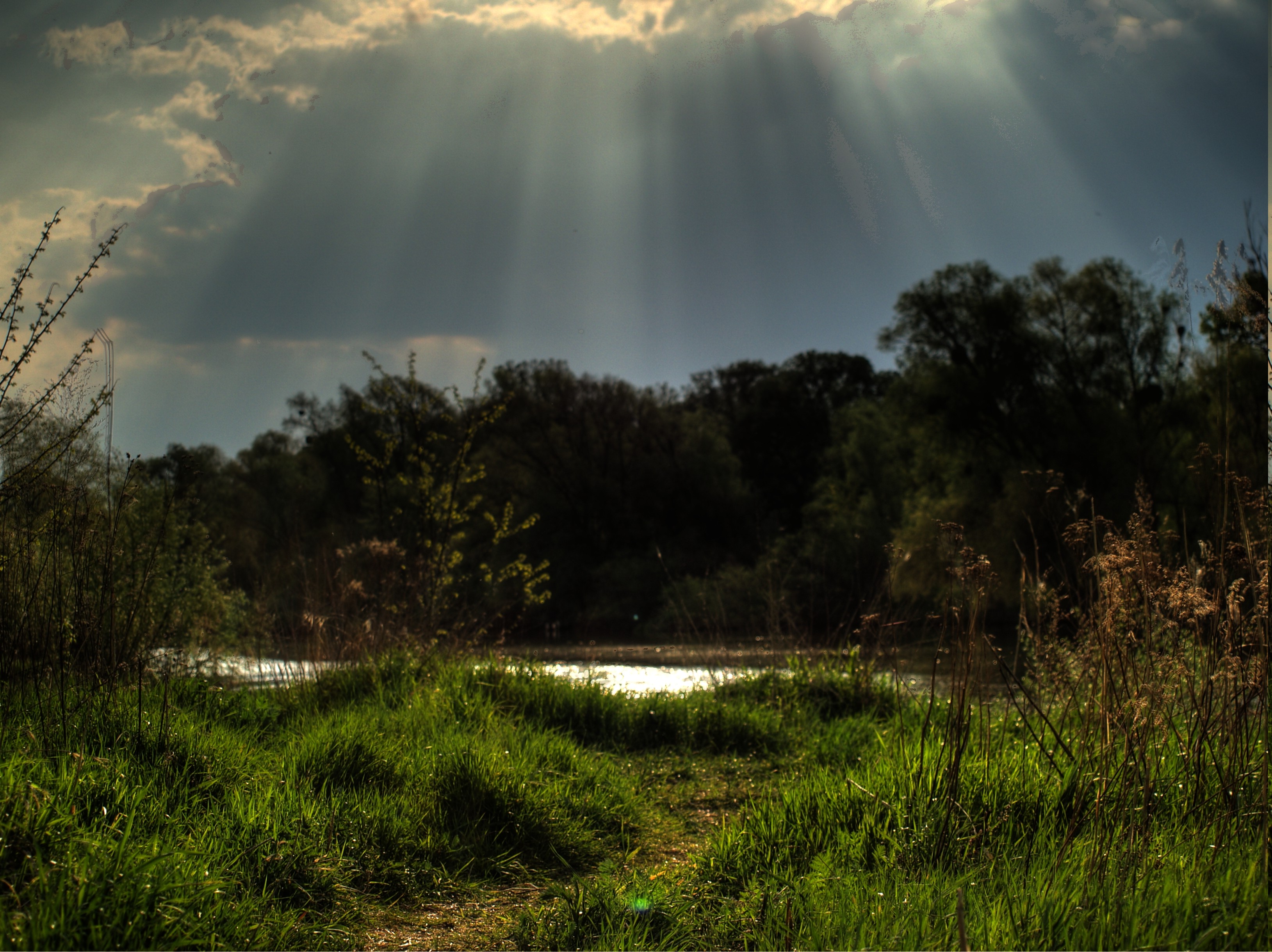 forest, HDR, Nature, Sun Rays Wallpaper