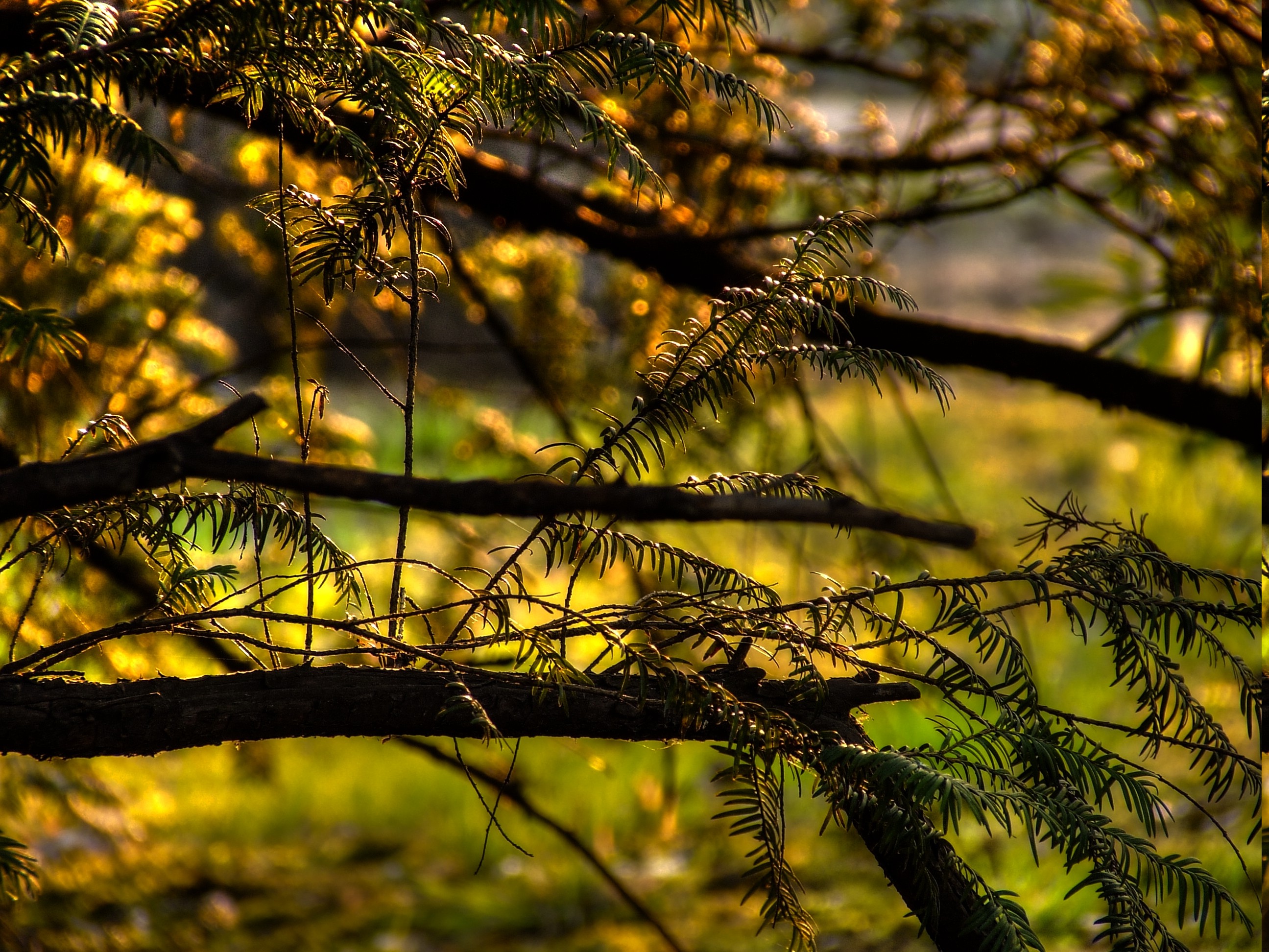 nature, Plants, HDR, Branch Wallpaper
