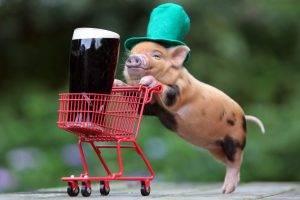 humor, Beer, Shopping Cart, Funny Hats, Baby Animals, Pigs, Guinness, Top Hats