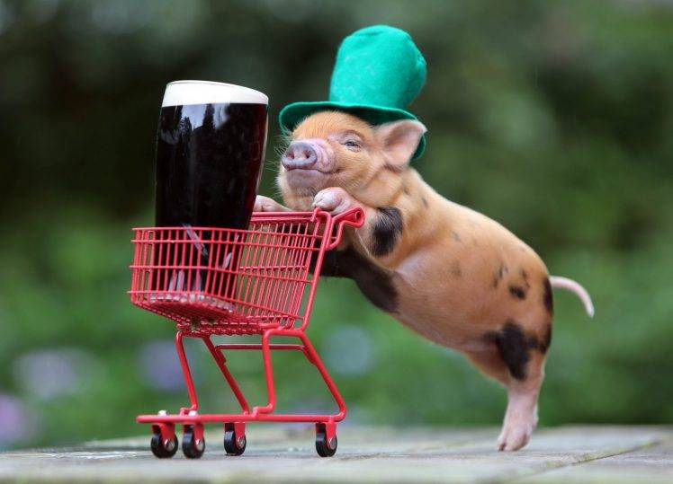humor, Beer, Shopping Cart, Funny Hats, Baby Animals, Pigs, Guinness, Top Hats HD Wallpaper Desktop Background