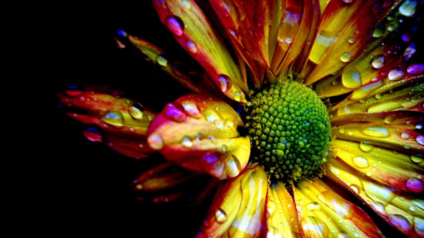 flowers Wallpaper