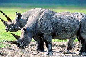 rhino, Animals