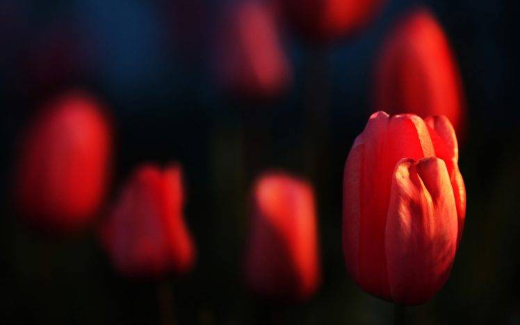 flowers, Depth Of Field, Tulips, Red Flowers HD Wallpaper Desktop Background